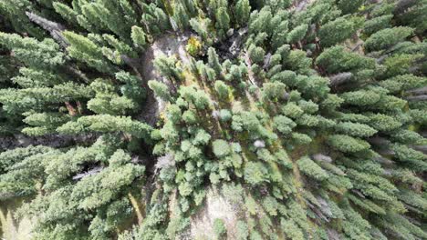 Aerial-View-of-Group-of-Trees-in-the-Mountains