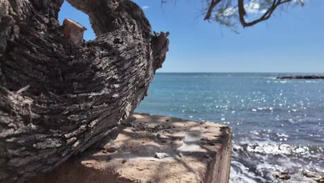 Ciprés-Anudado-Que-Crece-Hacia-El-Mar-Y-Sostenido-Con-Un-Ladrillo-En-La-Costa-De-Mallorca,-Cala-Bona,-España