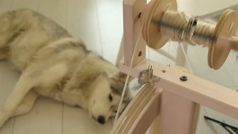 Spinning-wheel-makes-wool-yarn,-defocused-Husky-dog-napping-beyond