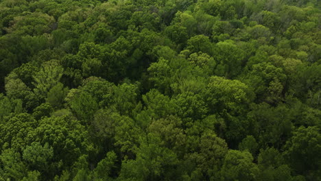 Big-cypress-tree-state-park,-tennessee-showcasing-lush-greenery-and-expansive-landscape,-aerial-view