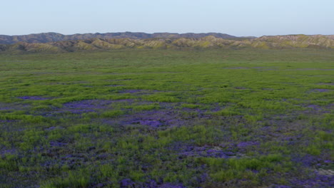 Vegetación-Excesiva,-Flores-Silvestres-En-Flor-Del-Lago-De-Soda,-Llanura-De-Carrizo,-California