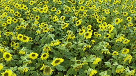 Niedrige-Luftaufnahme-Eines-Dollys-über-Einem-Leuchtend-Gelben-Sonnenblumenfeld-Im-Sommer