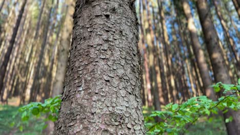 Ascending-cinematic-view-reveals-details-of-a-tree