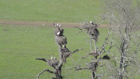 Orbital-drone-filming-in-70mm-of-a-group-of-storks-in-their-nests-made-in-leafless-trees-because-it-is-winter