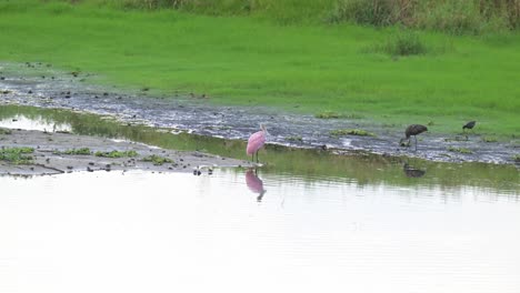 pink-spoonbill-bird-in-the-wild-at-Myakka-State-Park,-Florida,-widlife