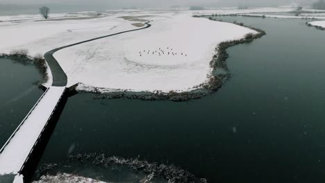 Flyover-of-some-birds-on-a-golf-course