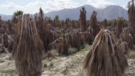 Un-Dron-Avanza-Sobre-Una-Plantación-De-Palmeras,-Sus-Hojas-Secas-Crean-Un-Sorprendente-Contraste-Con-El-Paisaje,-Mostrando-La-árida-Belleza-Del-Entorno.