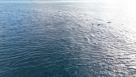 Aerial-tracking-follows-pod-of-dolphin-fins-rising-and-swimming-in-open-ocean