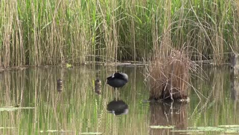 A-Coot,-Fulica-atra,-preening-itself-while-standing-in-shallow-water