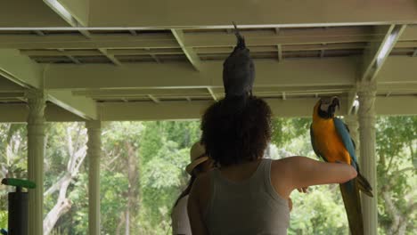 Un-Espectáculo-De-Aves-En-El-Parque-De-Aves-De-Bali