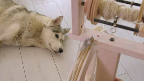 Adorable-husky-dog-watches-artisan-adjust-bobbin-of-spinning-wheel