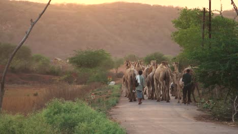 Eine-Herde-Kamele-Mit-Ihren-Hirten-Wandern-Bei-Sonnenuntergang-Am-Abend-In-Nordindien-Eine-Hügelige-Straße-Hinunter