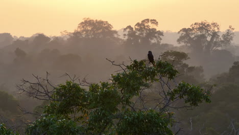 cinematic-drone-shot-of-a-falcon-perched-high-up-on-the-treetops