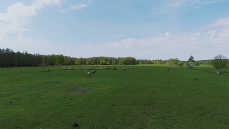 Caballos-Salvajes-Y-Vacas-Auroxen-Corriendo-En-El-Campo-Del-Parque-Nacional-De-Pape,-Letonia