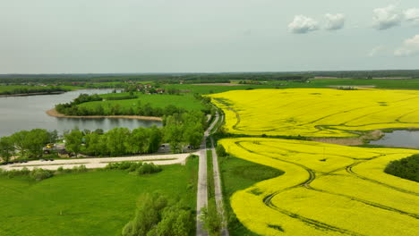 Aerial-view-of-a-winding-road-flanking-vibrant-yellow-canola-fields,-leading-towards-a-serene-lake