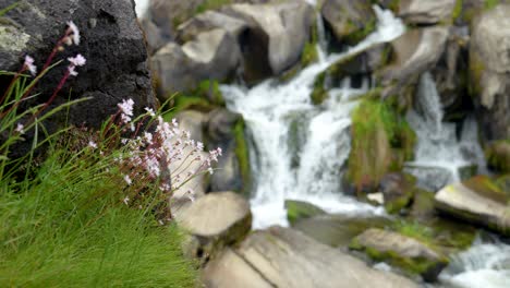Waterfall-with-pink-wildflowers-in-beautiful-Oregon-wilderness-|-4K