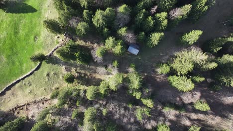 From-top,-Aerial-view-of-a-dense,-sunlit-tree-plantation-with-shadows,-a-small-structure,-and-a-trail