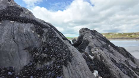 Capas-De-Mejillones-Y-Percebes-Adheridos-A-Una-Roca-En-Una-Playa-De-Arena-En-West-Cork,-Irlanda