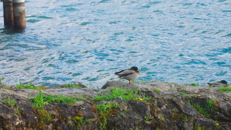 Enten-In-Der-Nähe-Des-Seeufers