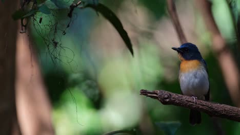 Chirping-while-looking-to-the-left-as-seen-in-the-forest,-Indochinese-Blue-Flycatcher-Cyornis-sumatrensis,-Male,-Thailand