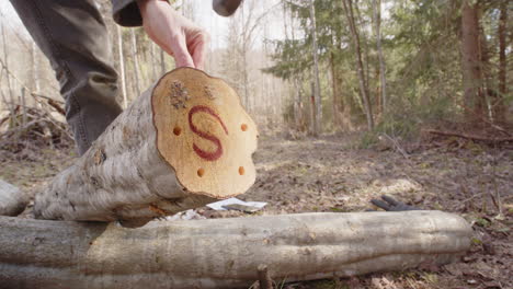 Mushroom-plug-spawn-hammered-into-neatly-drilled-holes-in-log,-inoculation-point