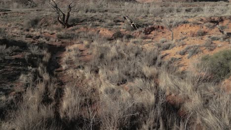 Dry-grass-with-leafless-trees-in-Utah-desert,-USA
