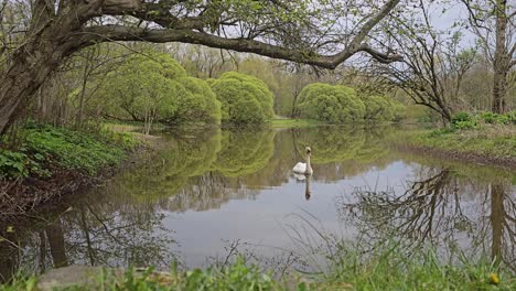 White-swan-swimming-in-an-urban-park-lake