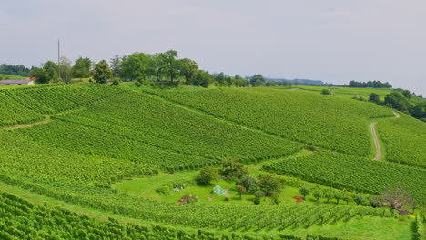 Panorama-Luftaufnahme-über-Weinbergen,-Die-In-Eine-Schüssel-Mit-Baumgruppe-Abfallen