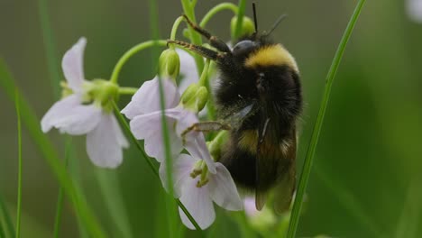 Hummel-Hält-Sich-An-Der-Wiesenschaumkraut-Fest,-Während-Der-Stiel-Sanft-Im-Wind-Wackelt,-Makro