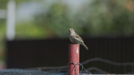 Haussperling-Vogel-Ruht-In-Einer-Stange-über-Dem-Dach