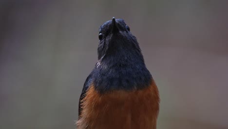 Mirando-Hacia-Arriba-Mientras-La-Cámara-Se-Acerca,-Shama-Copsychus-Malabaricus-De-Rabadilla-Blanca,-Tailandia