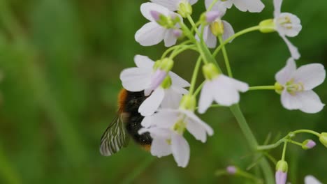 Hummel-Krabbelt-über-Die-Lila-Wiesenschaumkraut,-Bewegt-Sich-Im-Wind-Und-Erntet-Pollen