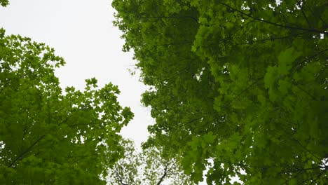 Blick-Nach-Oben-Auf-Die-Blätter-Der-Bäume-Und-Den-Himmel