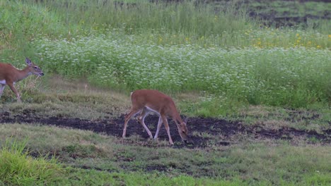 Zwei-Hirsche-Grasen-Und-Fressen-Im-Myakka-State-Park-Während-Der-Jagdsaison