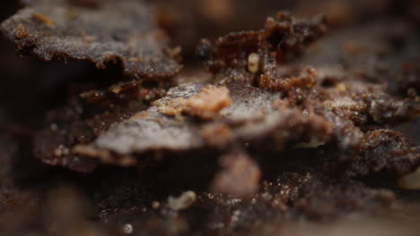 Tiny-Elongate-springtail-digging-in-earth-on-forest-floor