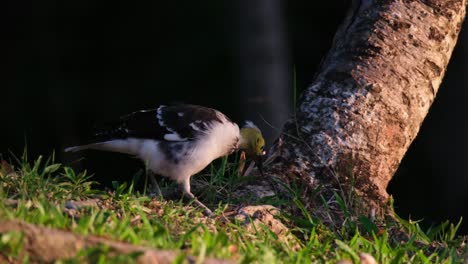 Moving-to-the-right-followed-by-the-camera-as-it-is-foraging-around-for-anything-to-eat-during-the-afternoon,-Black-collared-Starling-Gracupica-nigricollis,-Thailand