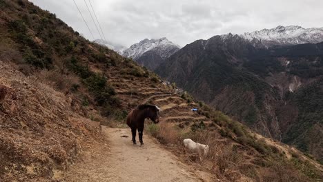 Horse-on-hiking-trek-in-front-of-mountiains-Lang-Tang-Trek