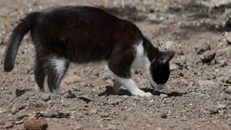 Gato-De-Color-Blanco-Y-Negro-Cavando-Tierra-Usando-Pata