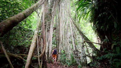 Male-tourist-explores-remote-jungle-with-natural-wooden-bridge-like-tree-in-Bali