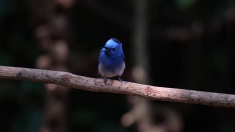 Looking-towards-the-right-while-chirping-as-the-camera-zooms-out,-Black-naped-Monarch-Hypothymis-azurea,-Male,-Thailand