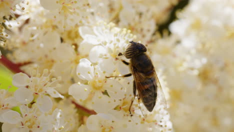 Mosca-Flotante-Sobre-Flor-Blanca