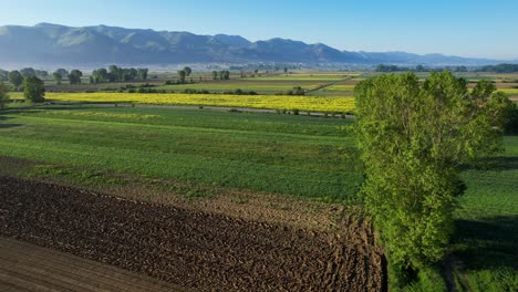 Lebendige-Parzellen-Auf-Dem-Schönen-Feld,-Eingebettet-Zwischen-Landwirtschaftlichen-Betrieben-Und-Hoch-Aufragenden-Bäumen