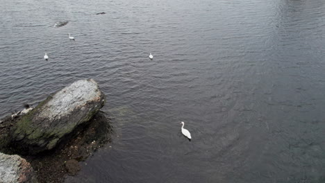 White-swans-on-the-Pawtuxet-River-in-Warwick,-Kent-County,-Rhode-Island