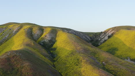 Toma-De-Drones-De-Flores-Silvestres-En-El-Monumento-Nacional-Carrizo-Plain,-California