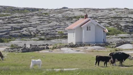 Cows-with-Calves-Near-a-Small-Cottage-and-Rocky-Coastal-Background,-Wide-shot