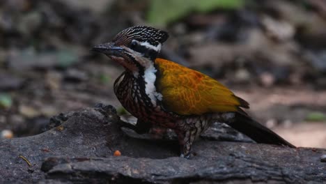 Digging-in-for-some-food-from-the-hole-of-a-fallen-log,-Common-Flameback-Dinopium-javanense,-Female,-Thailand