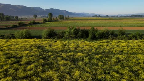 Flores-Amarillas-Vibrantes-Y-Fondo-Colorido-De-Parcelas-Agrícolas-En-El-Campo-Mientras-El-Amanecer-Proyecta-Su-Brillo-Dorado