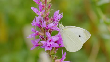 Small-white-cabbage-butterfly-perched-on-purple-loosestrife-flower-in-garden---macro-shot