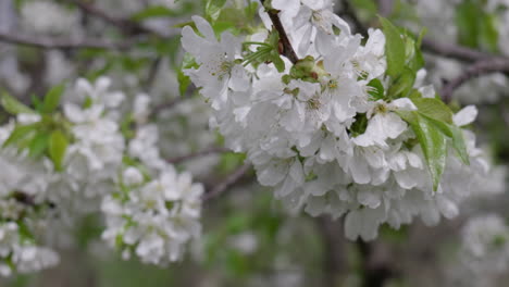 Cherry-tree-in-bloom-in-the-wind