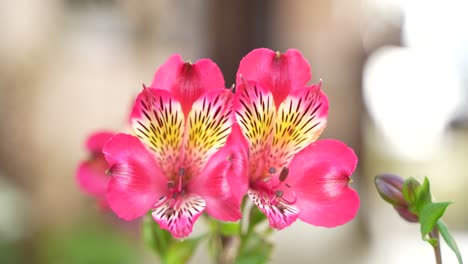 Las-Orquídeas-Florecieron-En-Las-Zonas-Montañosas.